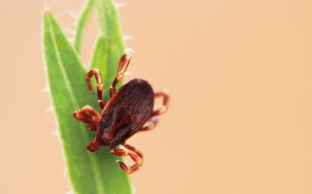 Growing Alpha-Gal Syndrome Cases: Tick-Borne Meat Allergy Warning in the US